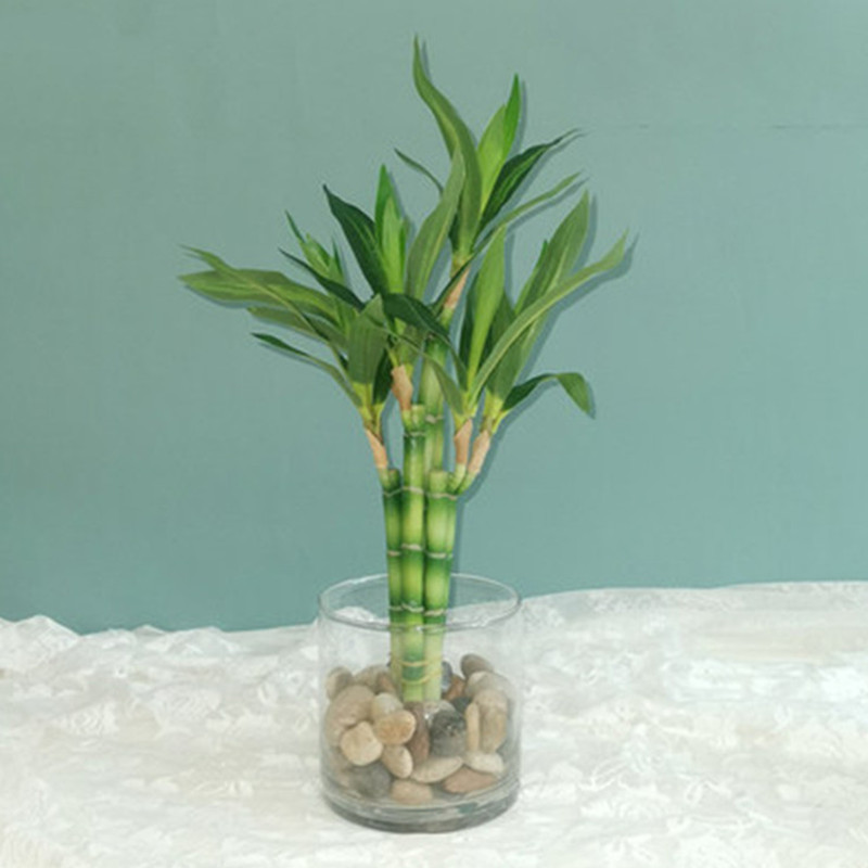 Yeni 40cm Yapay Şanslı Bambu S - Snake Plant incelemesi ve fiyatı