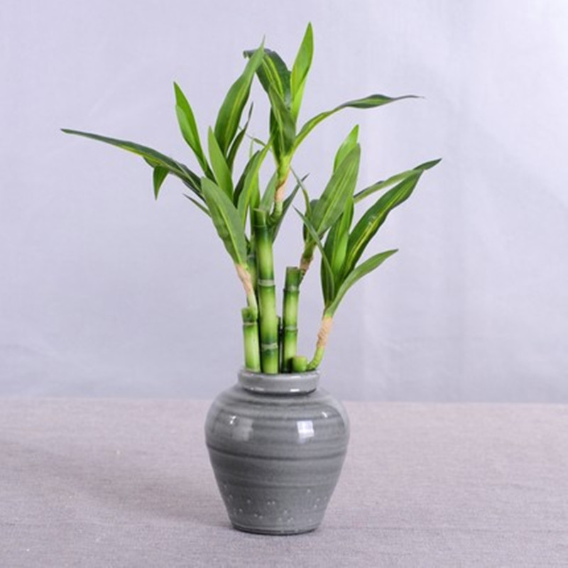 Yeni 40cm Yapay Şanslı Bambu S - Snake Plant incelemesi ve fiyatı