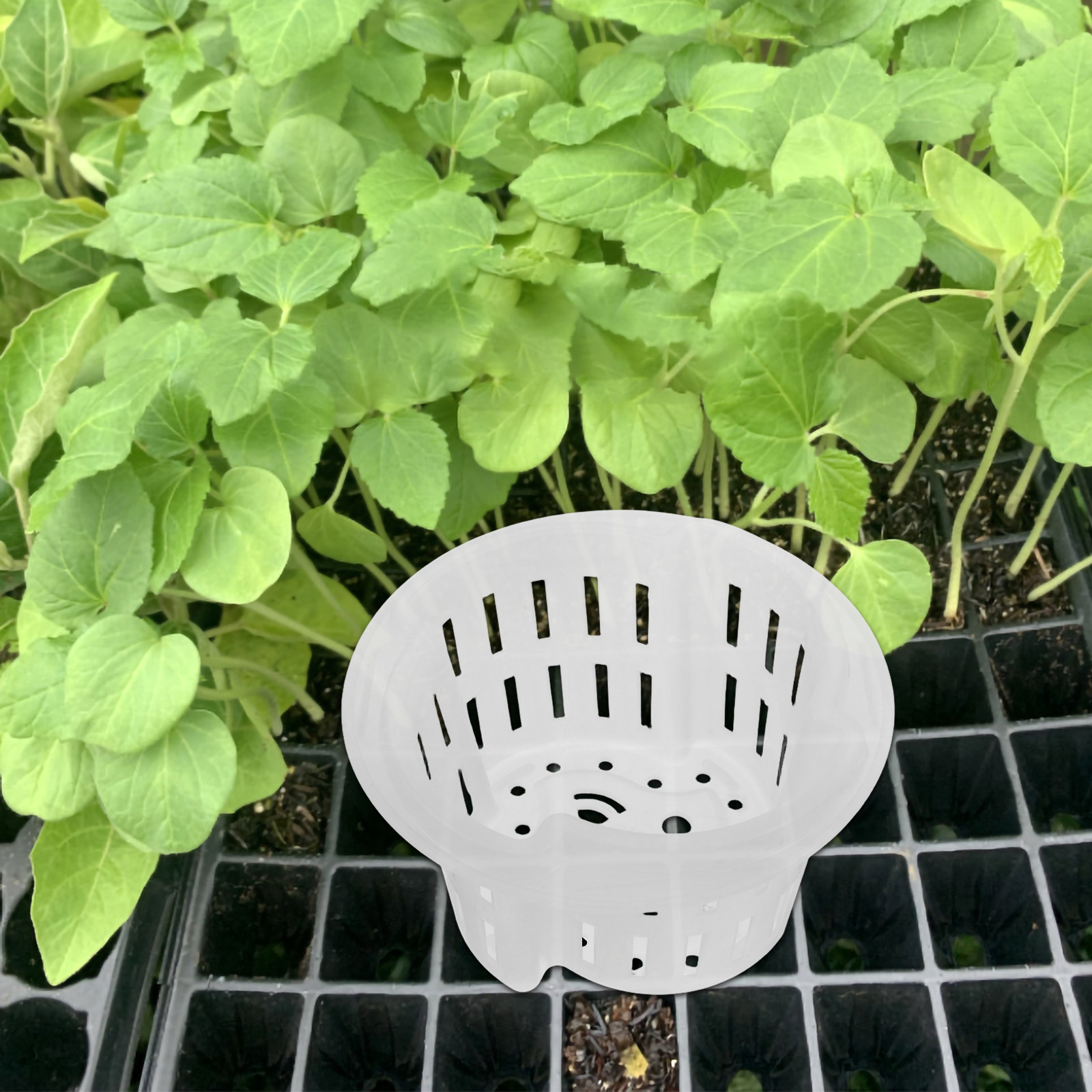 4 Adet Hidroponik Sebze Yetişt - Indoor Plants incelemesi ve fiyatı