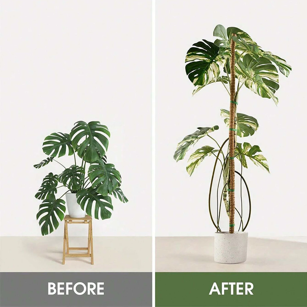 Monstera Bitkisi için Yosunlu  - Plant Support Stake incelemesi ve fiyatı