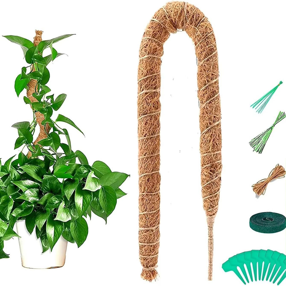 Bahçe Bitkileri Hindistan Cevi - Pothos incelemesi ve fiyatı
