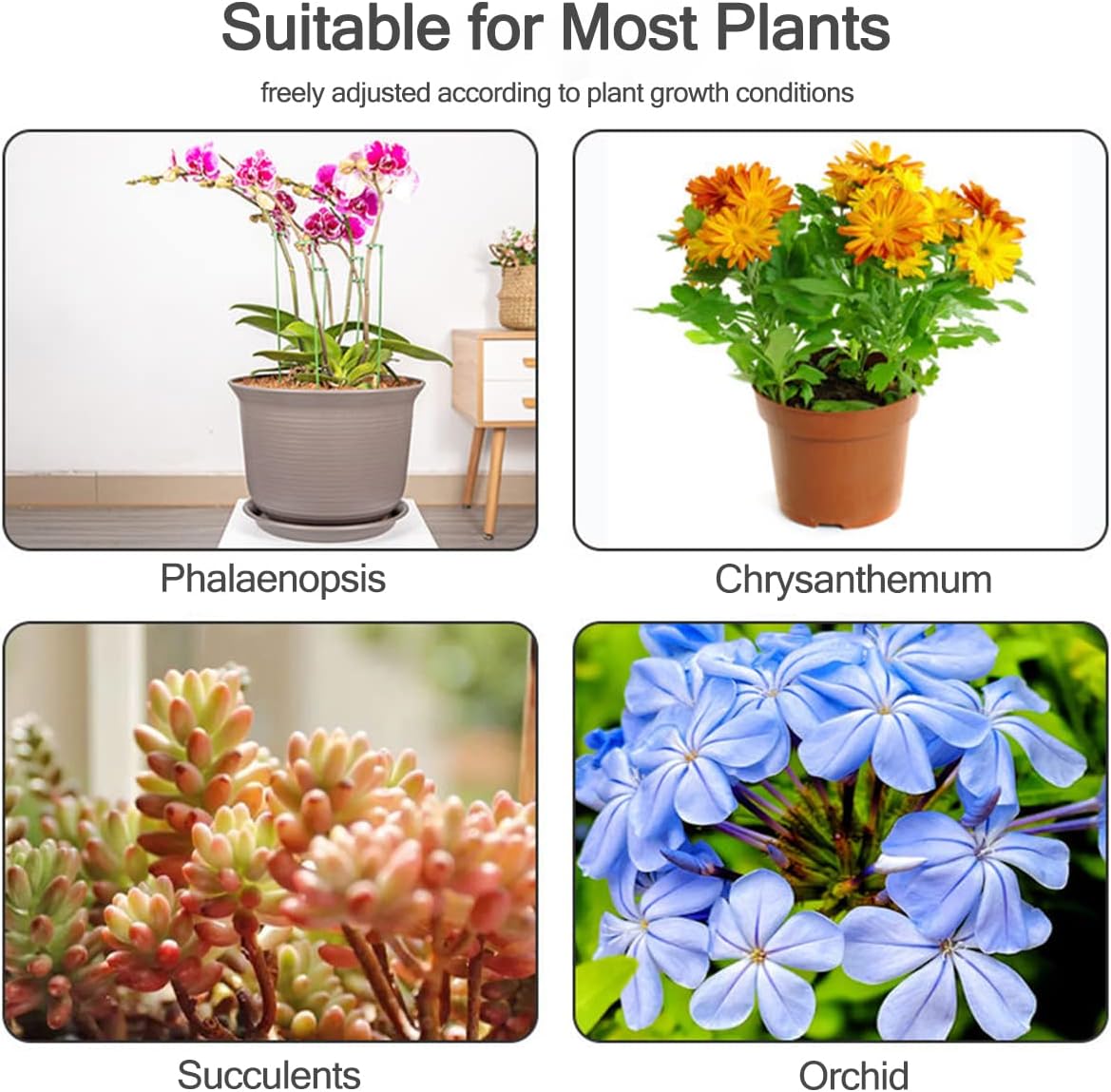 5/10 adet bitki destek kazıkla - Succulent Set incelemesi ve fiyatı
