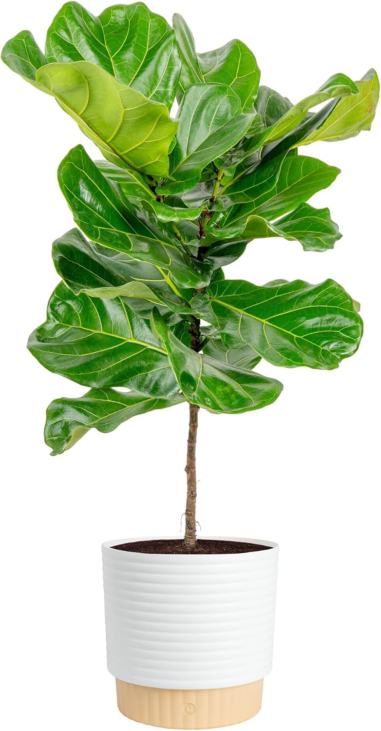İç Mekanlar İçin Canlı, Büyük  - Fiddle Leaf Fig incelemesi ve fiyatı