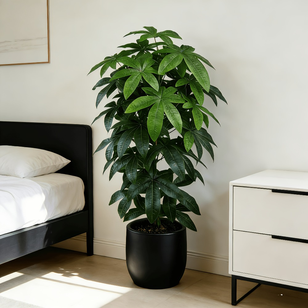 Bilimsel olarak bilinen para a - Succulent Set incelemesi ve fiyatı